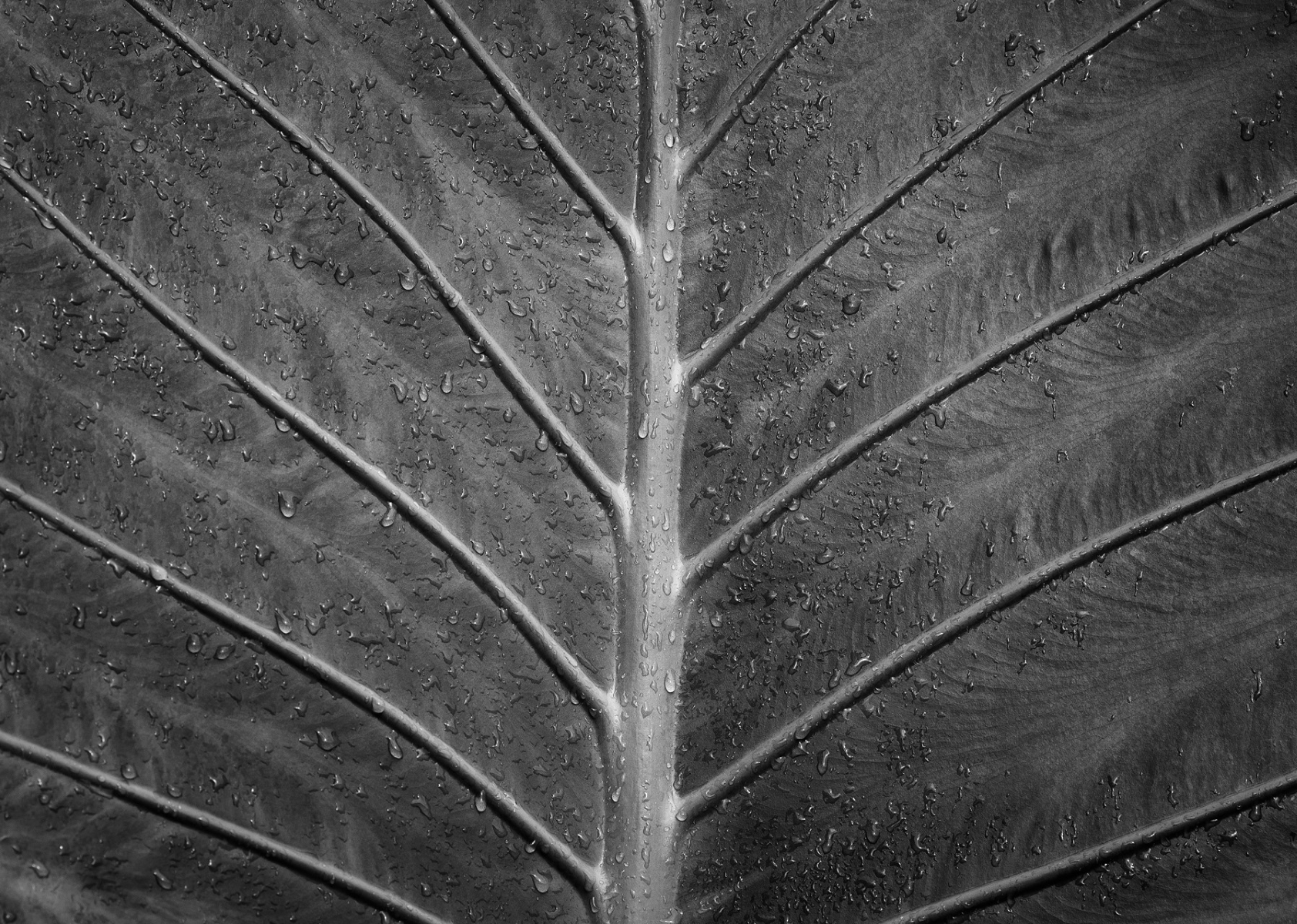 Tiled Image