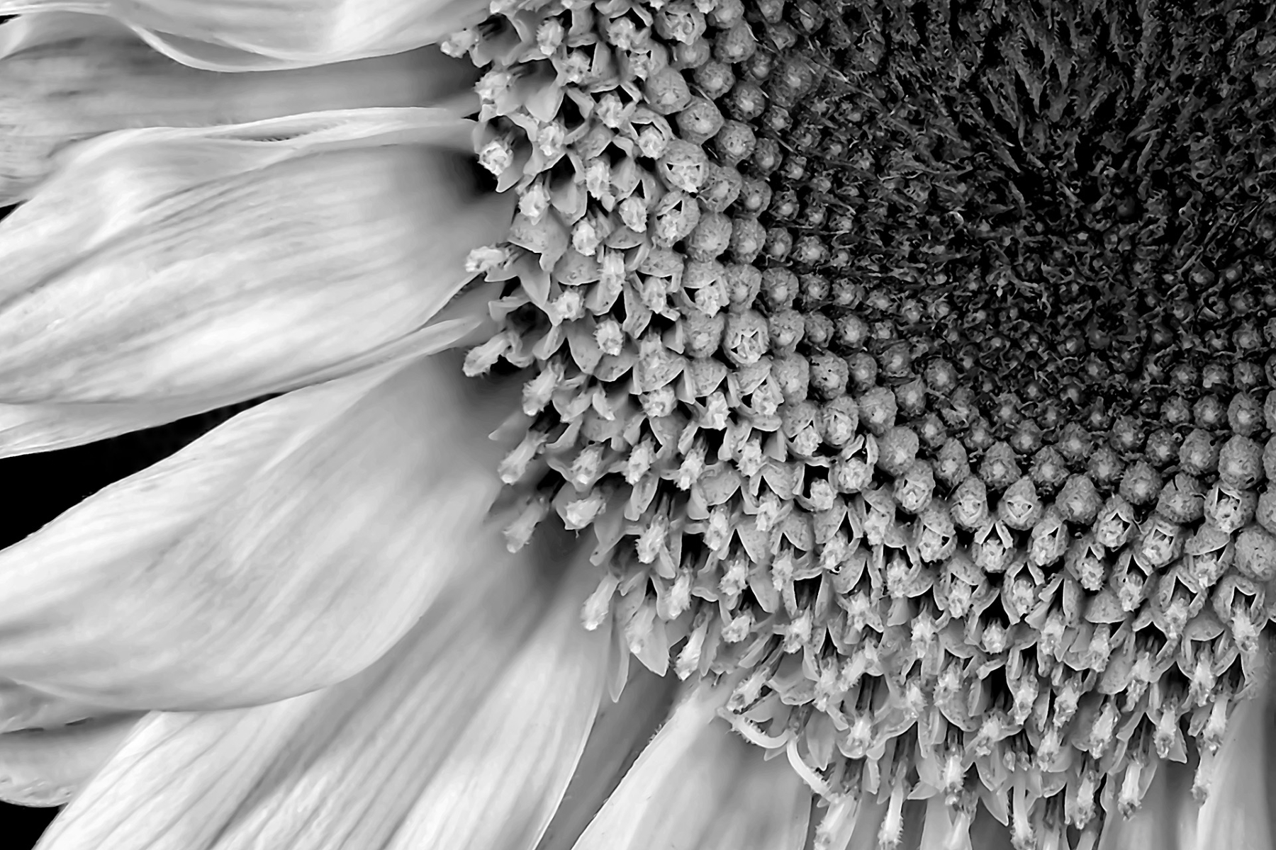 Tiled Image
