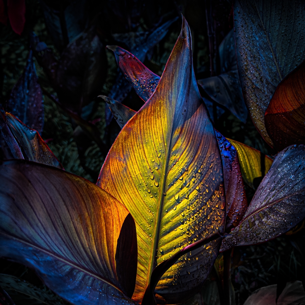 Tiled Image