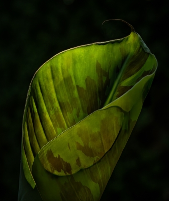 Tiled Image