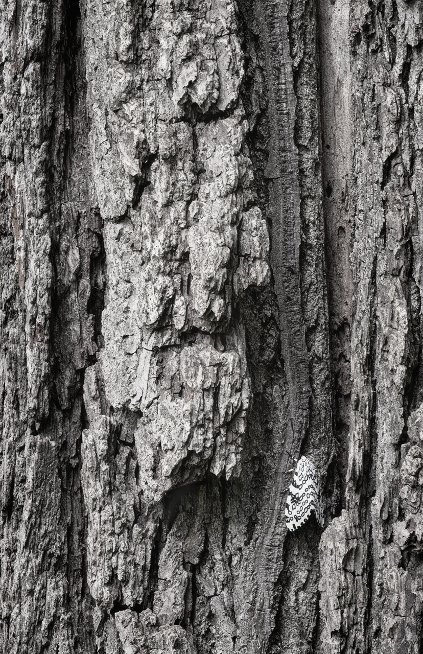 Tiled Image