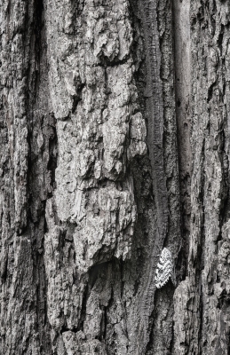 Tiled Image