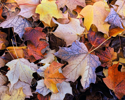 Tiled Image
