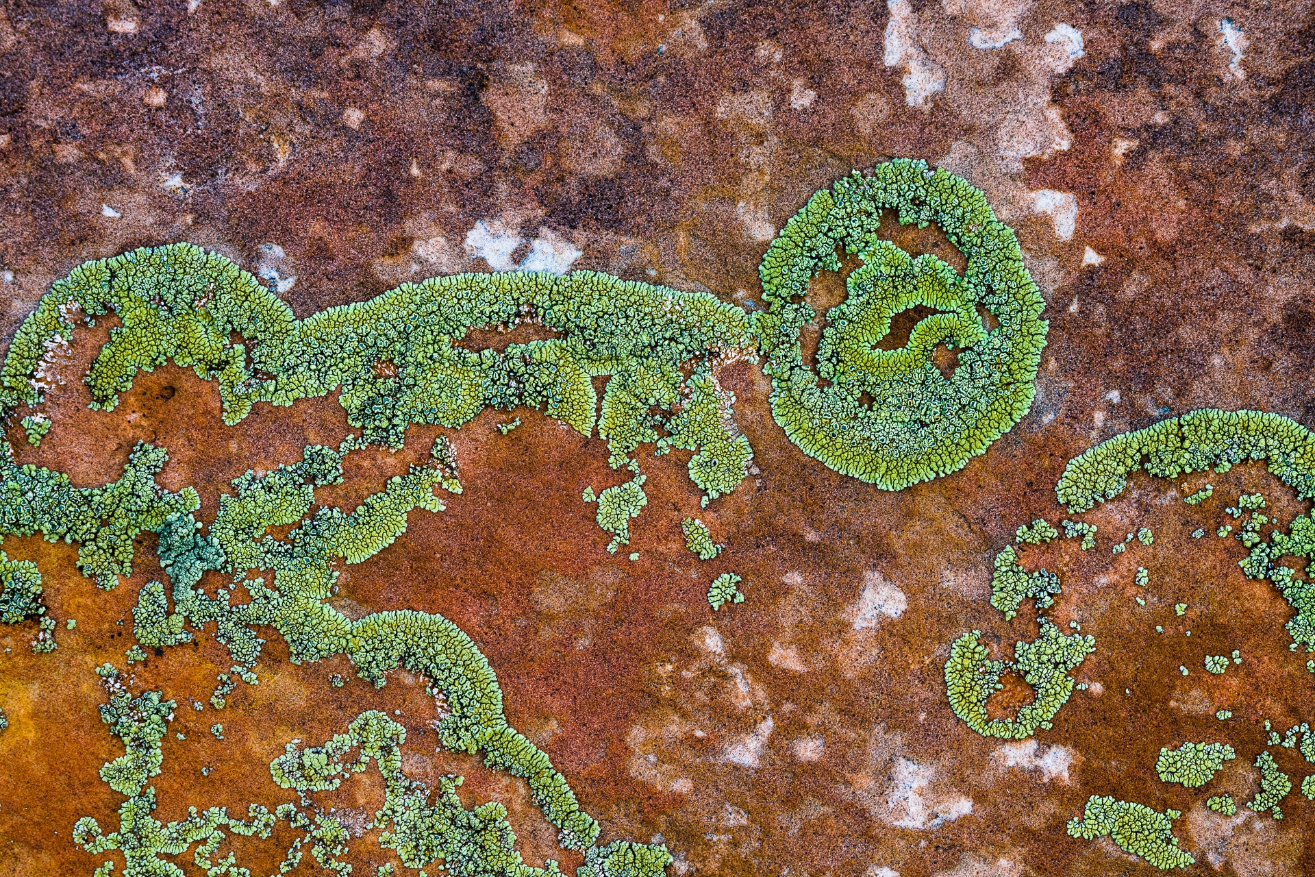 Tiled Image