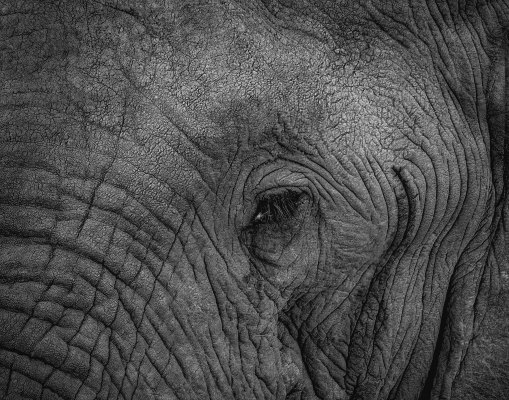Tiled Image