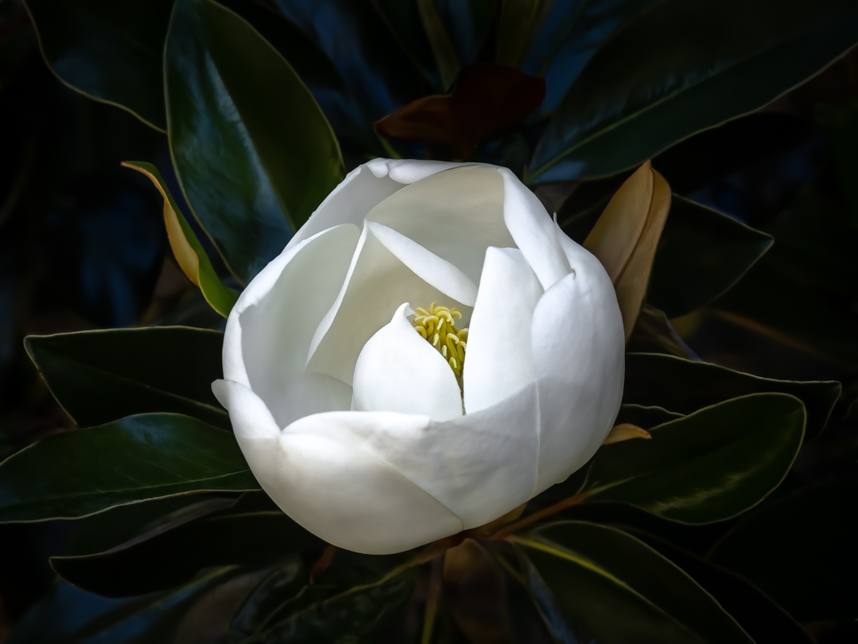 Tiled Image