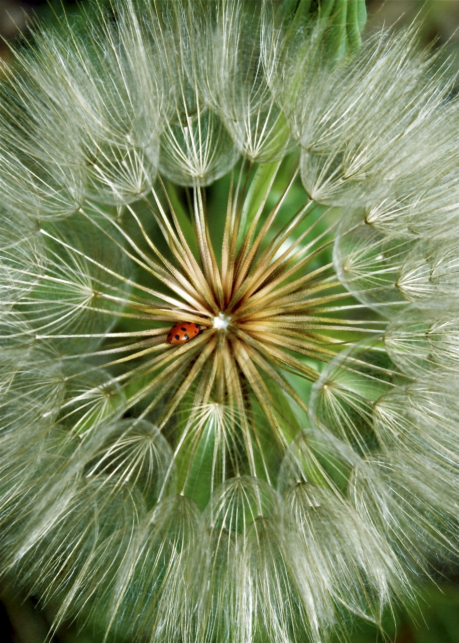 Tiled Image