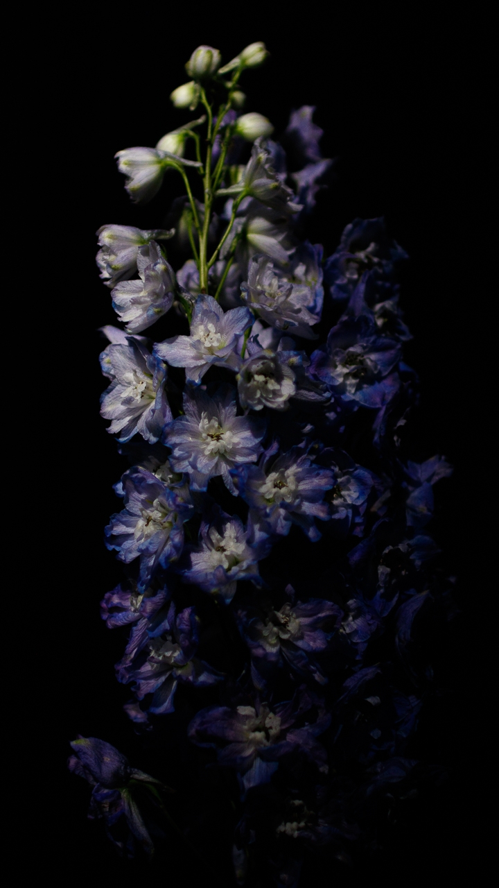 Tiled Image