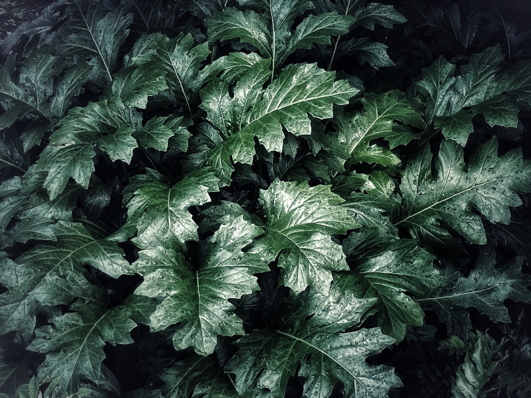 Tiled Image